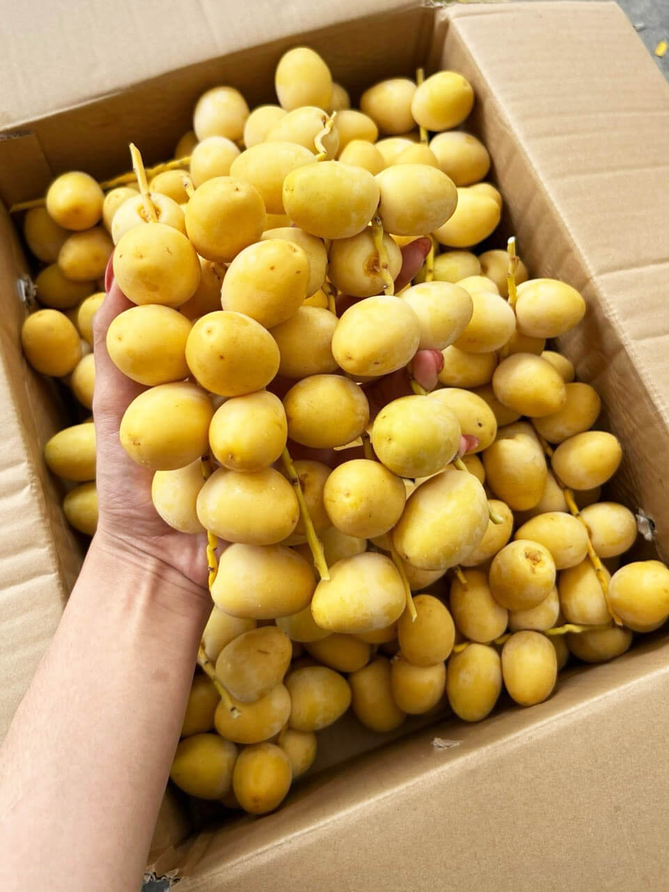 Chà là tươi nguyên cành (1Kg) - Ảnh 5