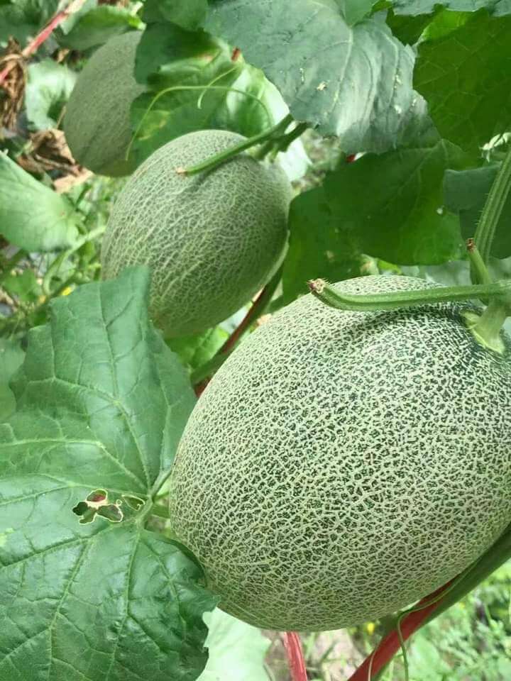 Dưa Lưới Đài Loan (1Kg) - Ảnh 3