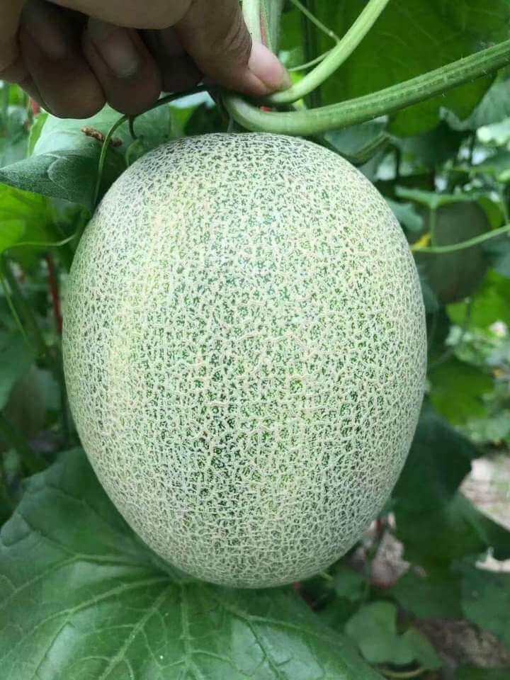 Dưa Lưới Đài Loan (1Kg) - Ảnh 4