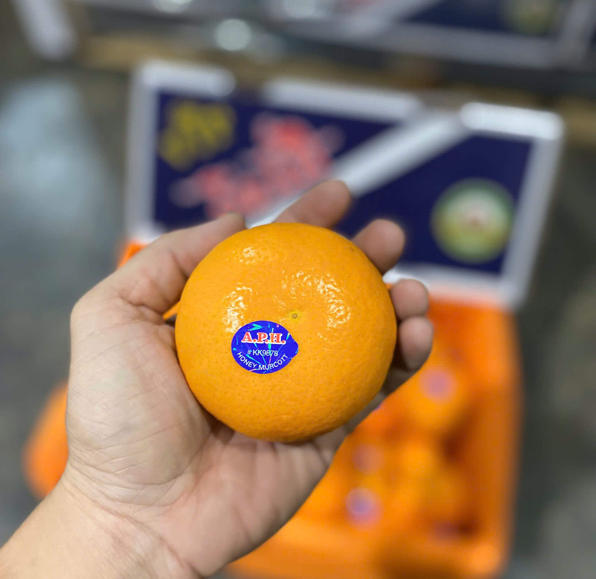 Quýt Úc A.P.H (1Kg) - Ảnh 6