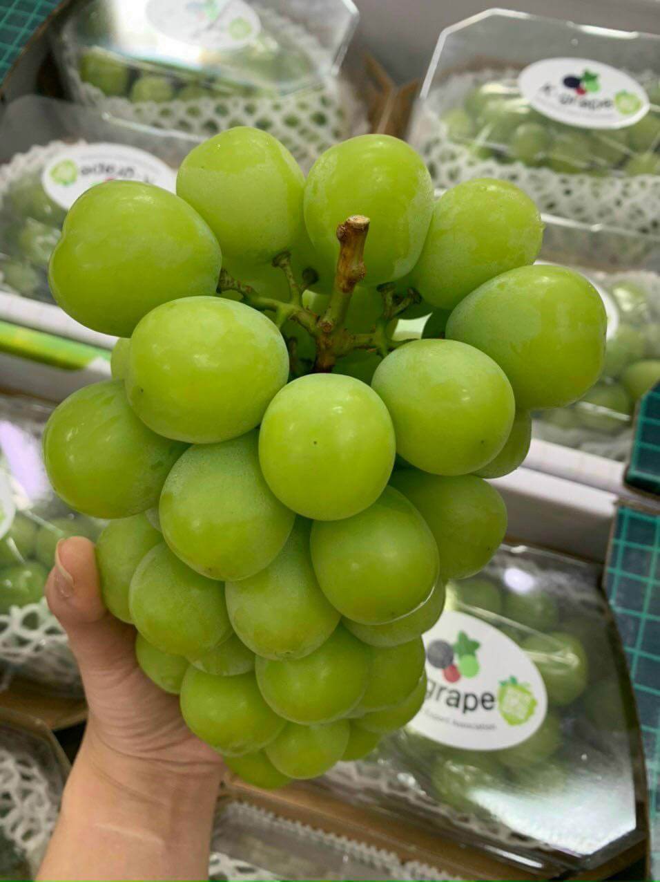 Nho mẫu đơn Hàn Quốc – Hộp 800gr - Ảnh 2