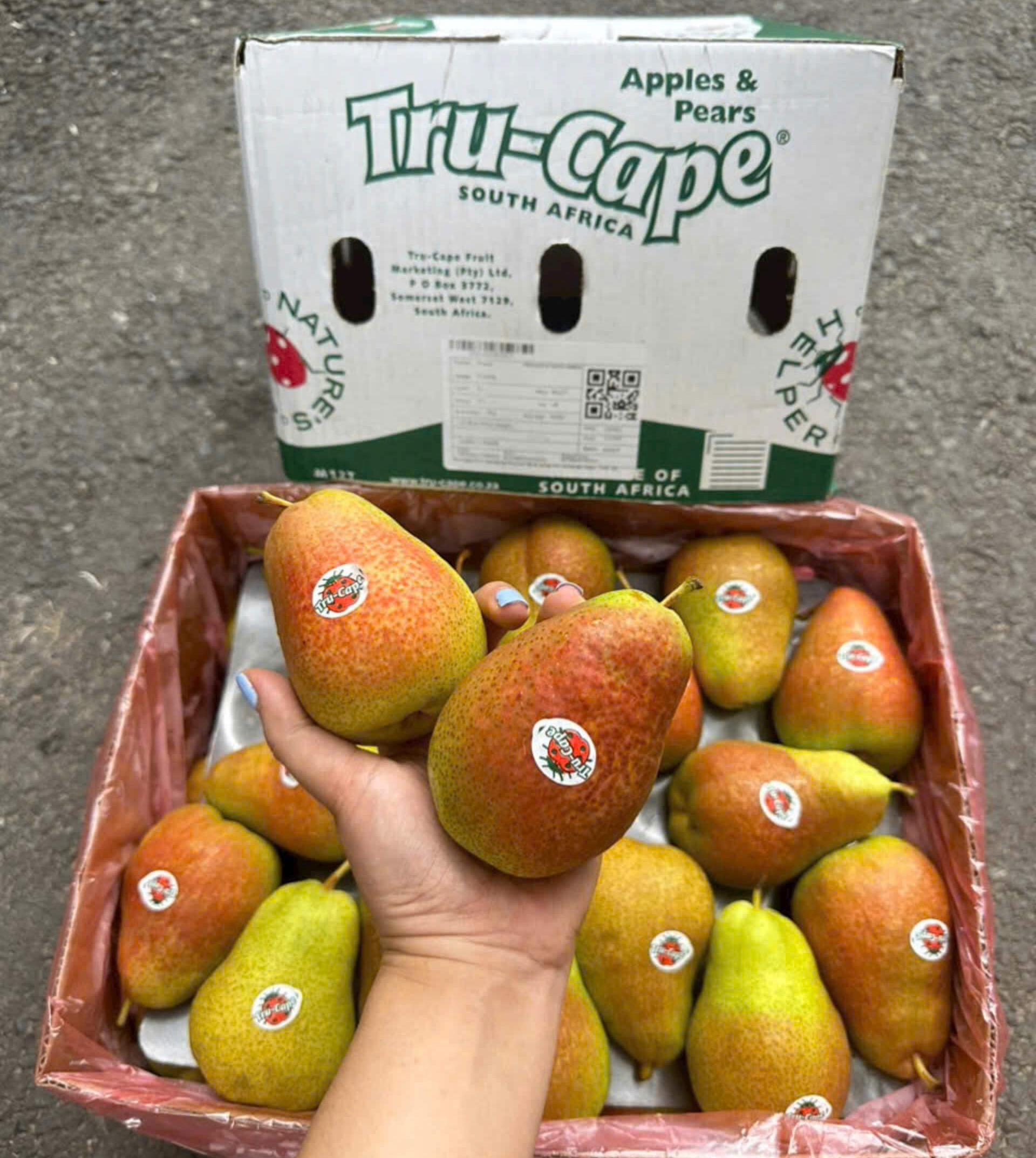 Lê Nam Phi Tru-Cape (1Kg)