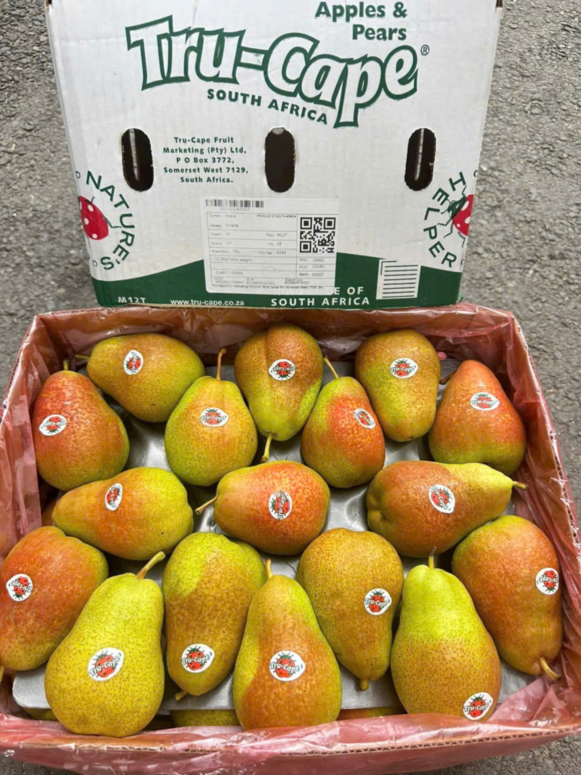 Lê Nam Phi Tru-Cape (1Kg) - Ảnh 2
