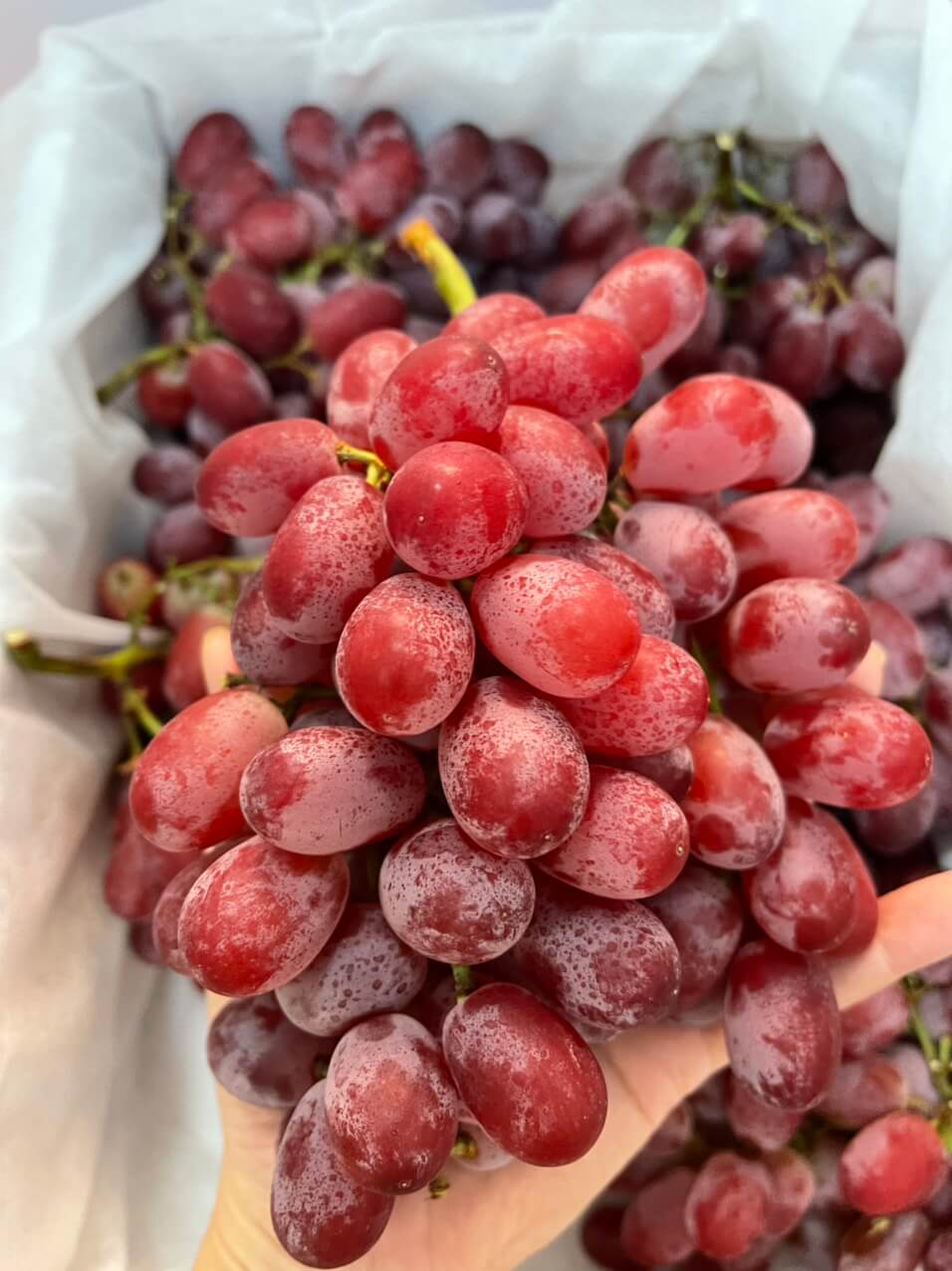 Nho đỏ không hạt Mỹ (1Kg) - Ảnh 4