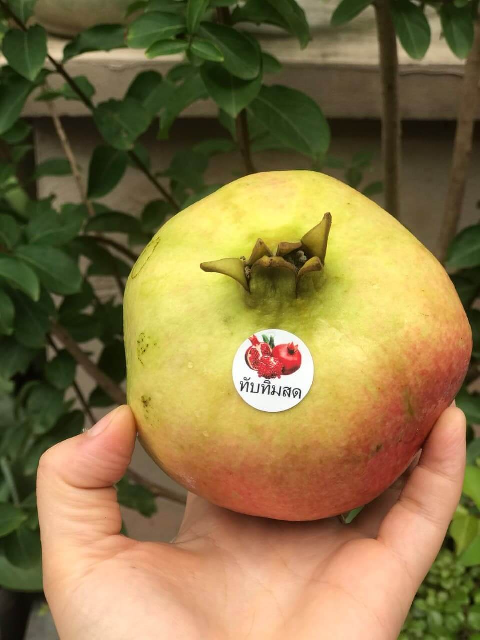 Lựu Thái Lan (1Kg) - Ảnh 2