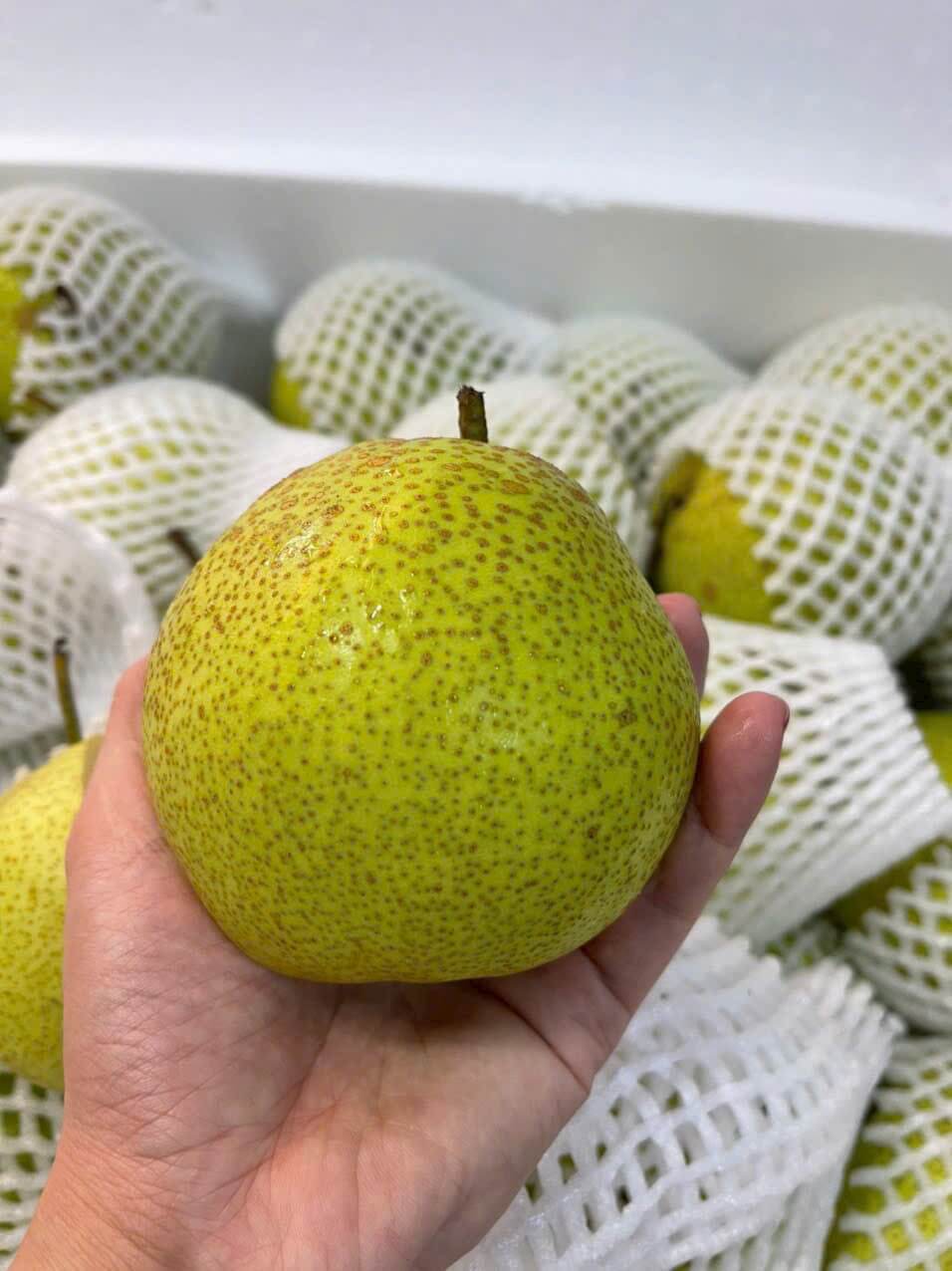 Lê Hà Giang (1Kg)