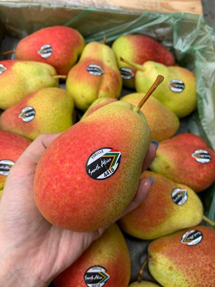Lê Má Hồng Nam Phi – Lê Forelle (1kg) - Ảnh 2