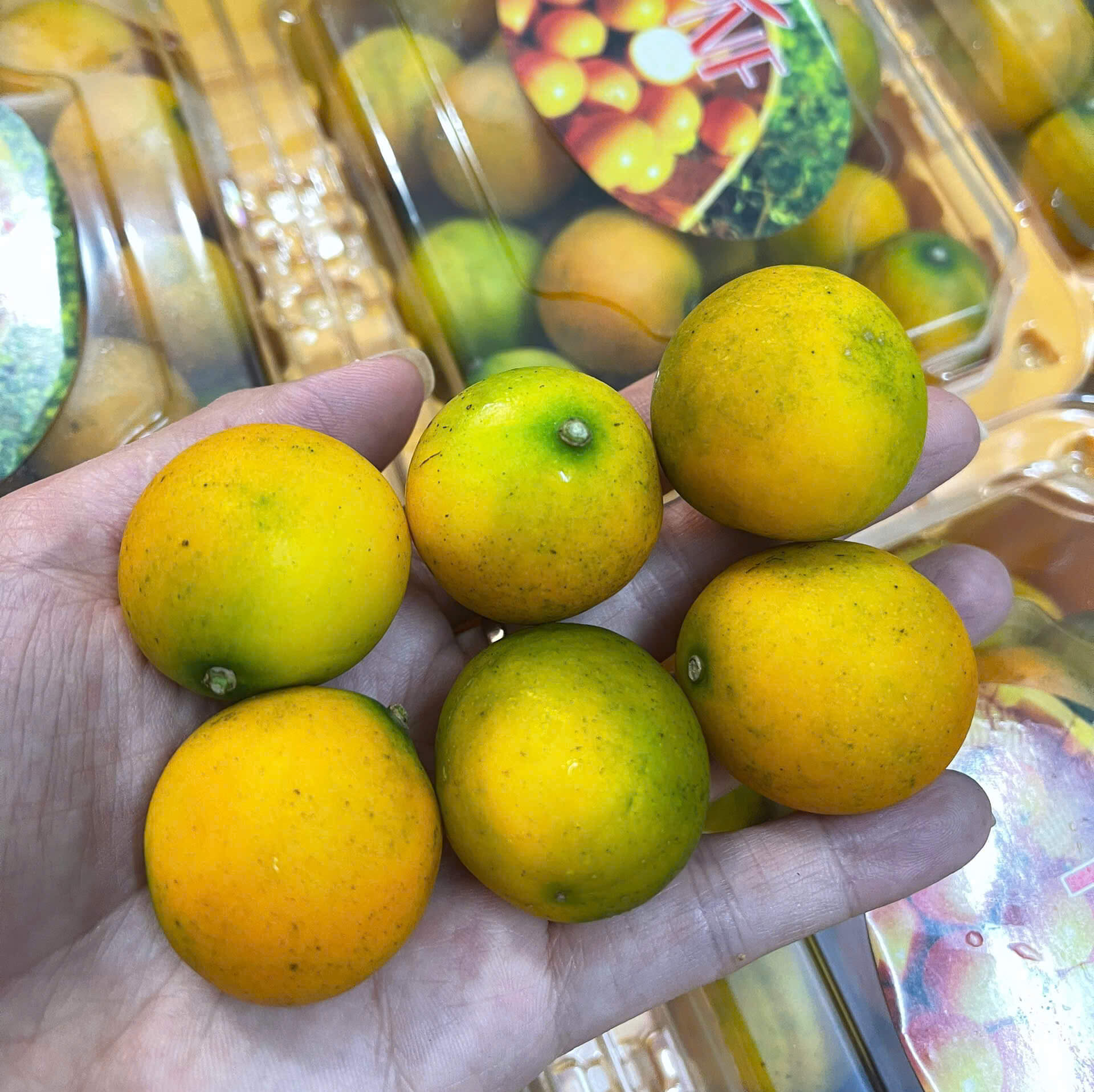 Trái Kim Quất Đài Loan - Ảnh 2
