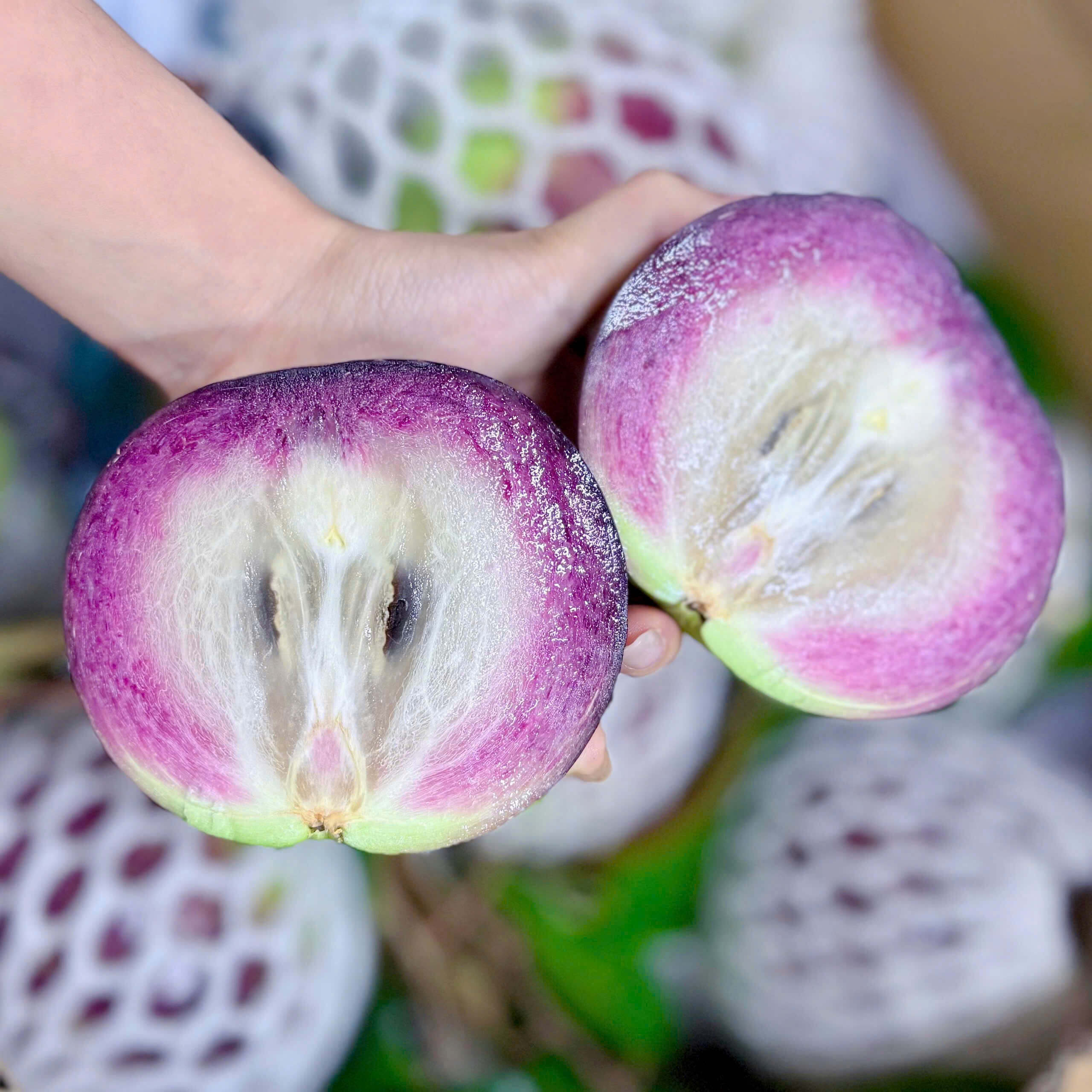 Vú Sữa nâu Bắc Thảo (1Kg)