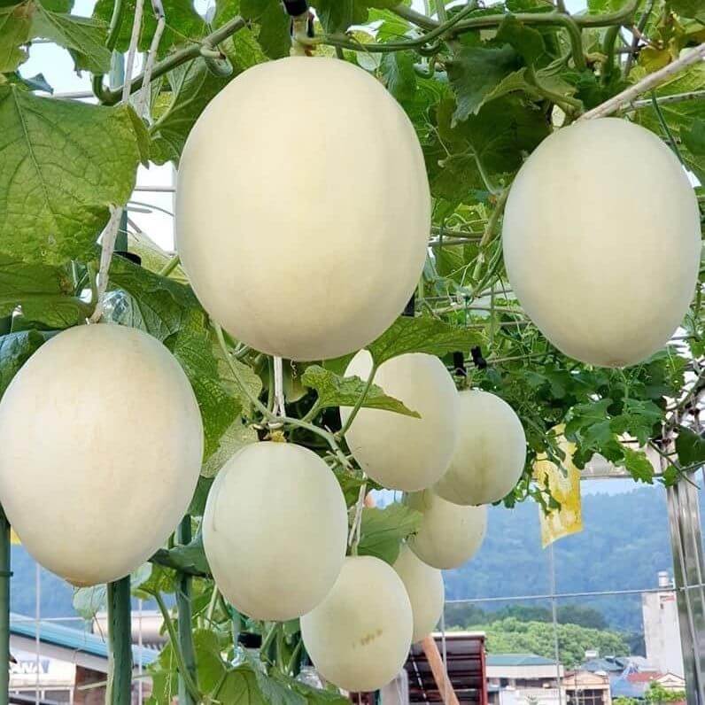 Dưa lưới Bạch Ngọc (1Kg) - Ảnh 4