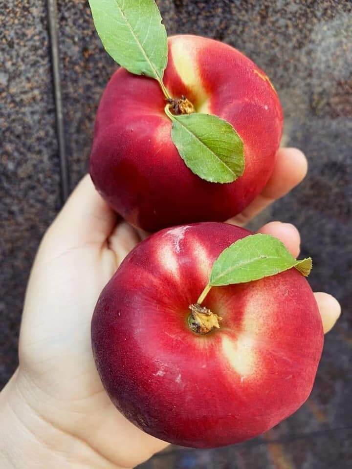 Xuân đào Úc (1Kg) - Ảnh 4